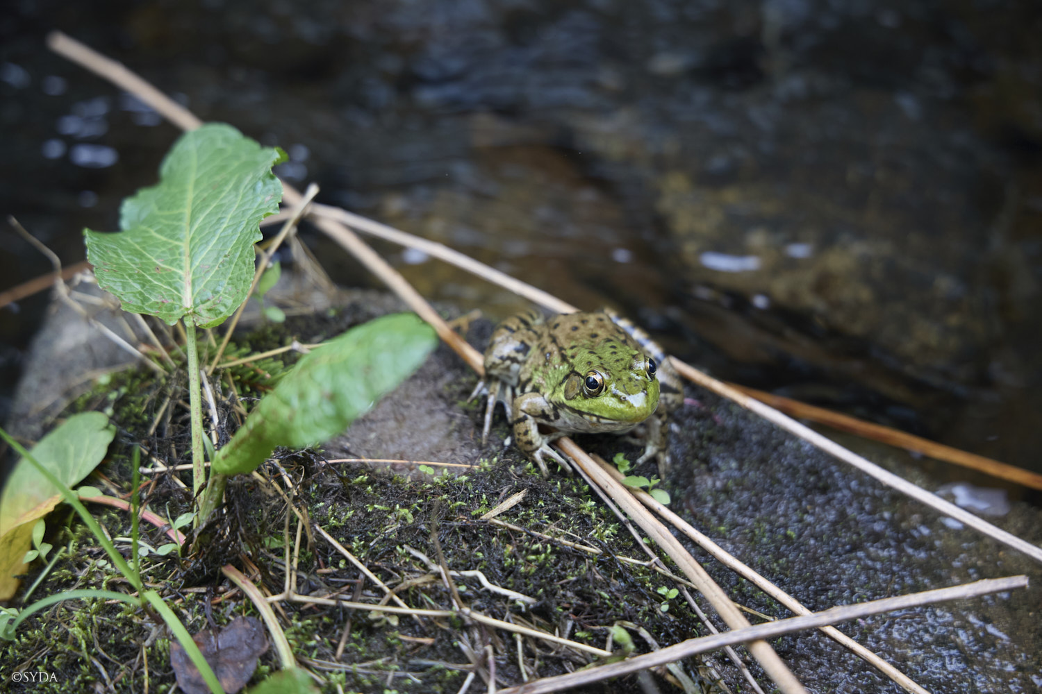 Nature Image
