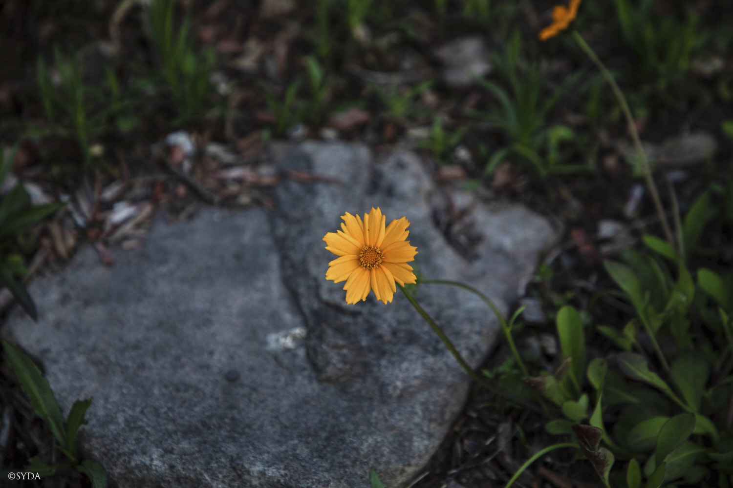 Nature Image