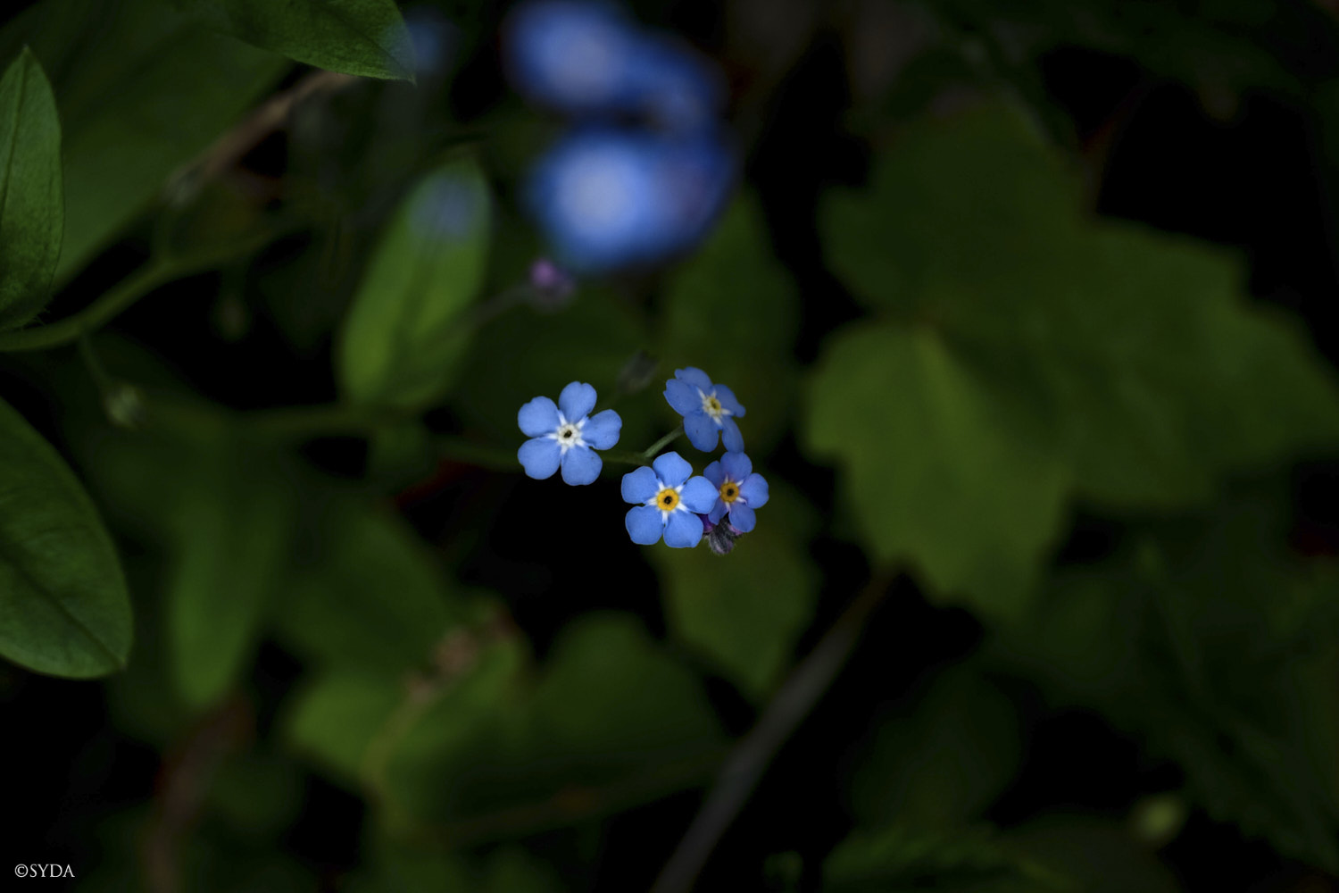 Nature Image