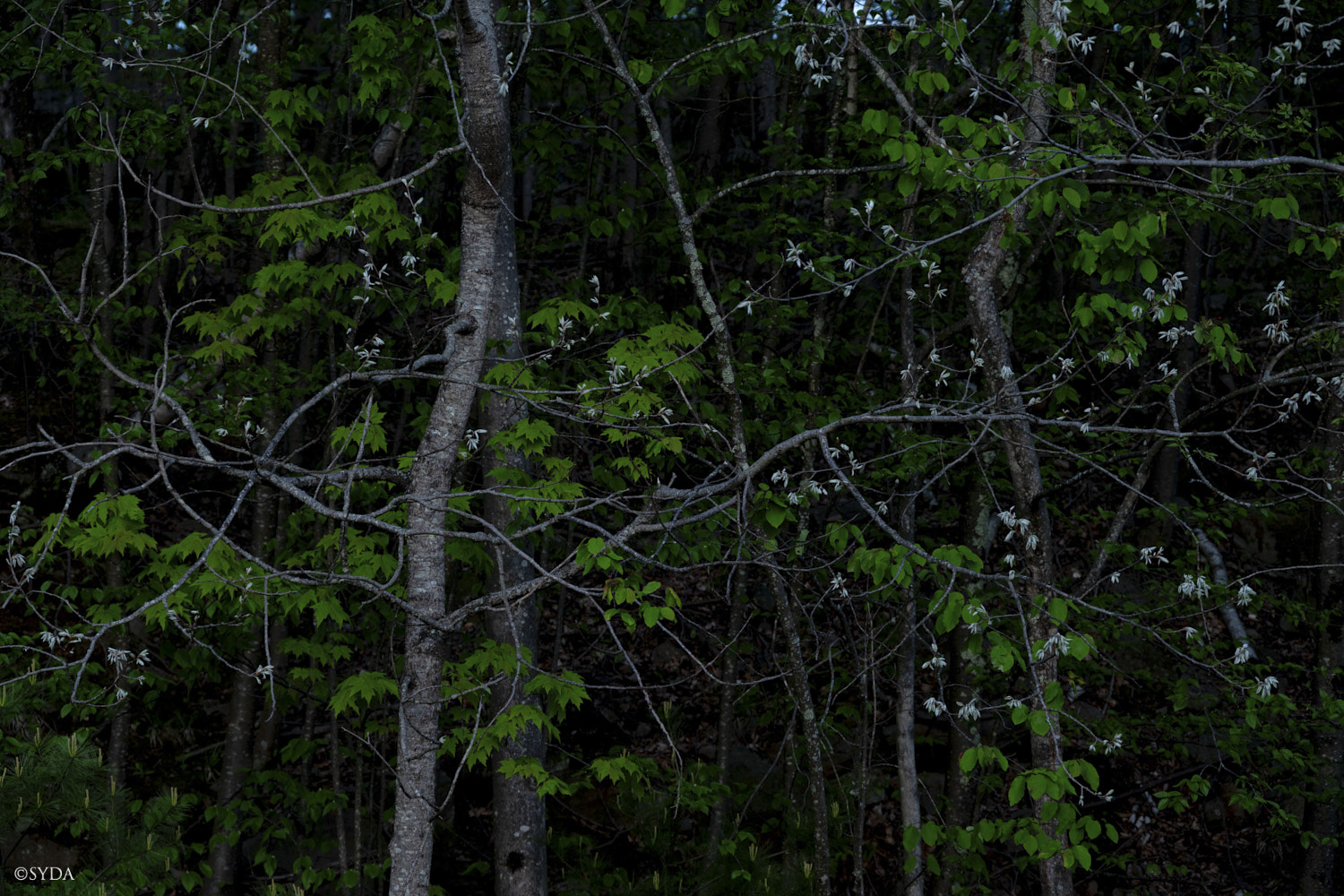 Nature Image