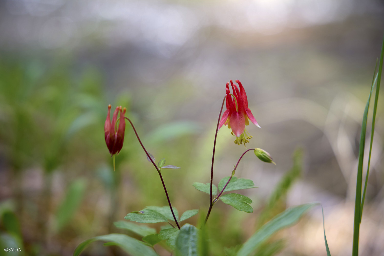Nature Image