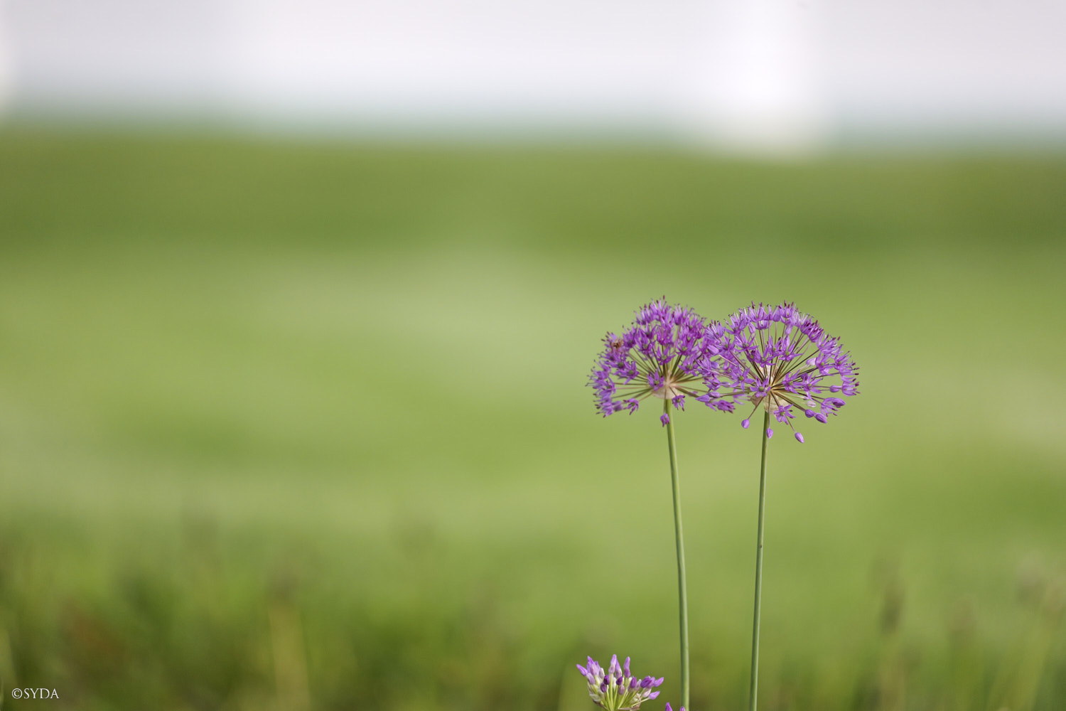 Nature Image