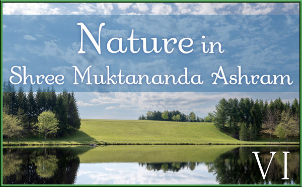 Nature Gallery VI in May in Shree Muktananda Ashram