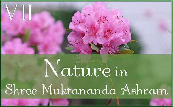 Nature Gallery VII in May in Shree Muktananda Ashram