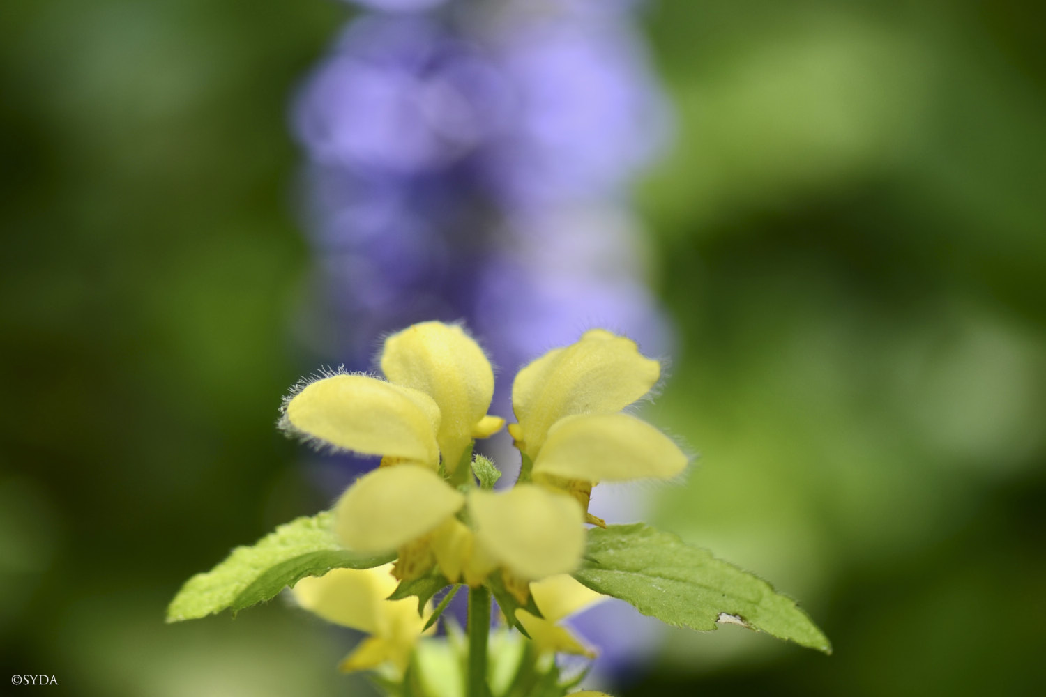 Nature Image