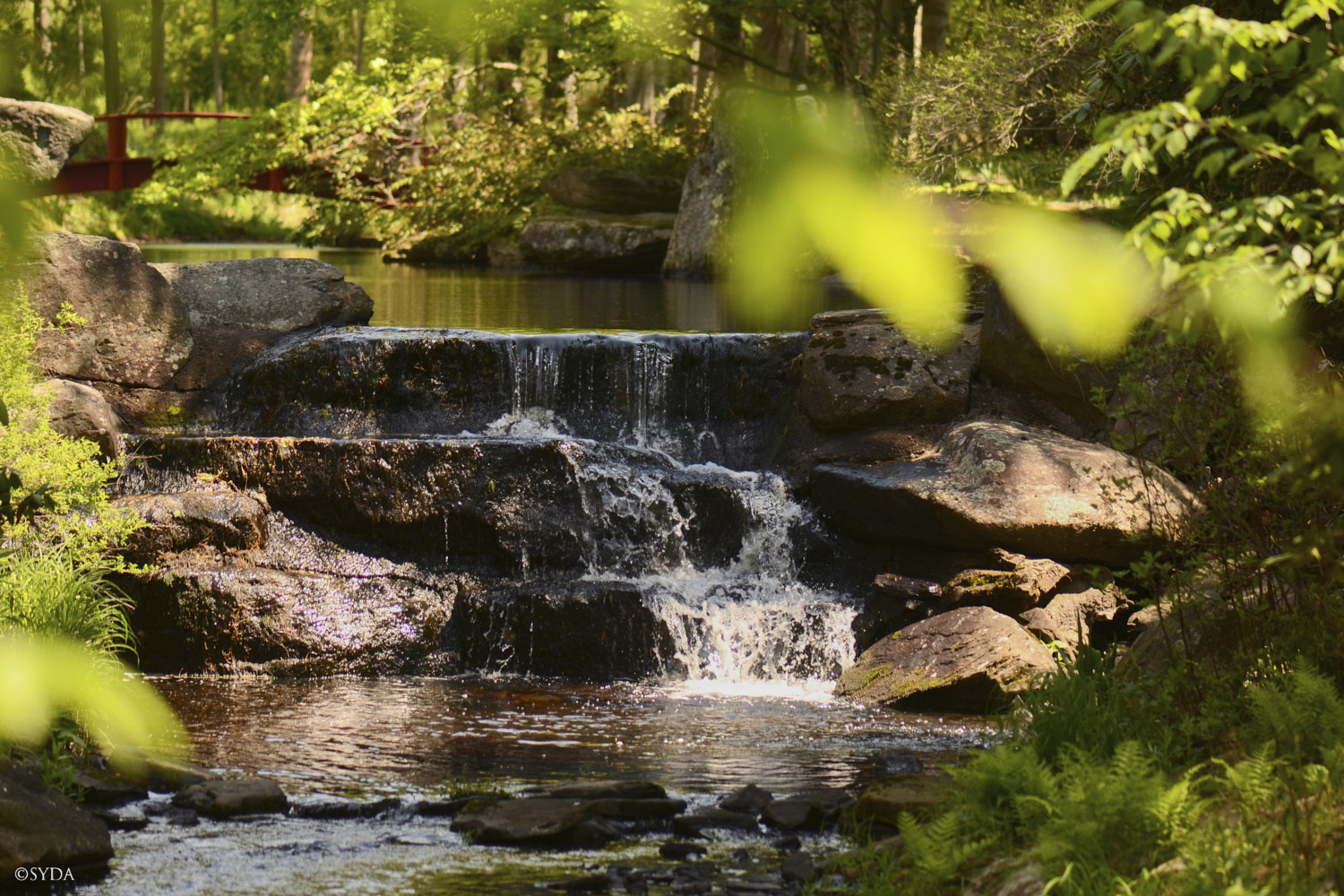 Nature Image