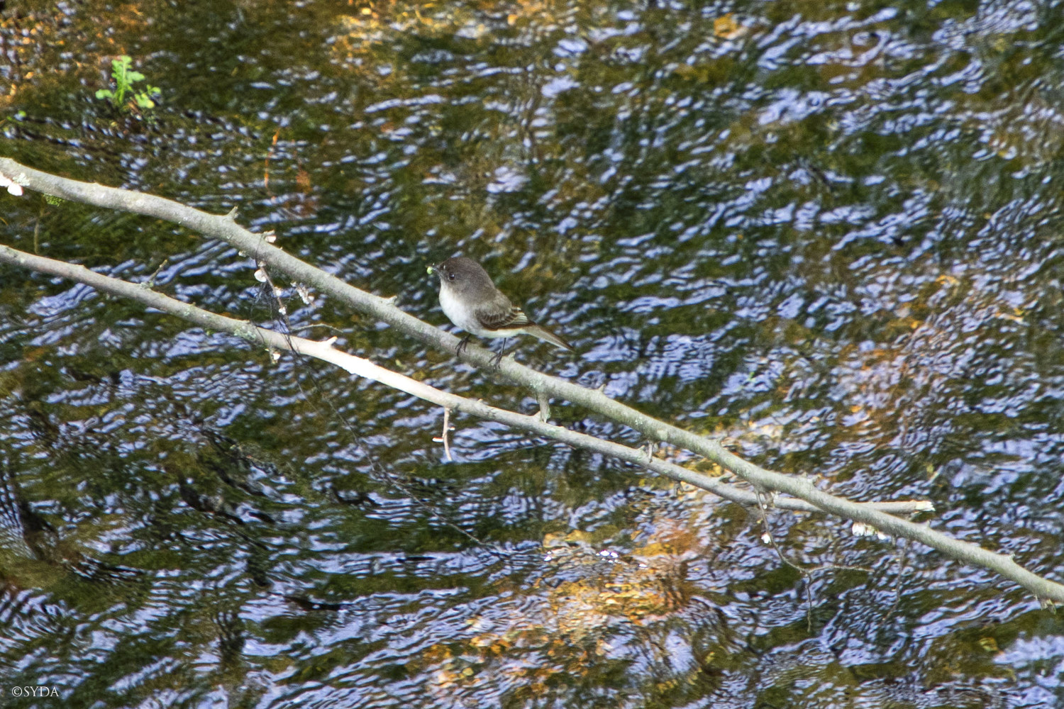 Nature Image