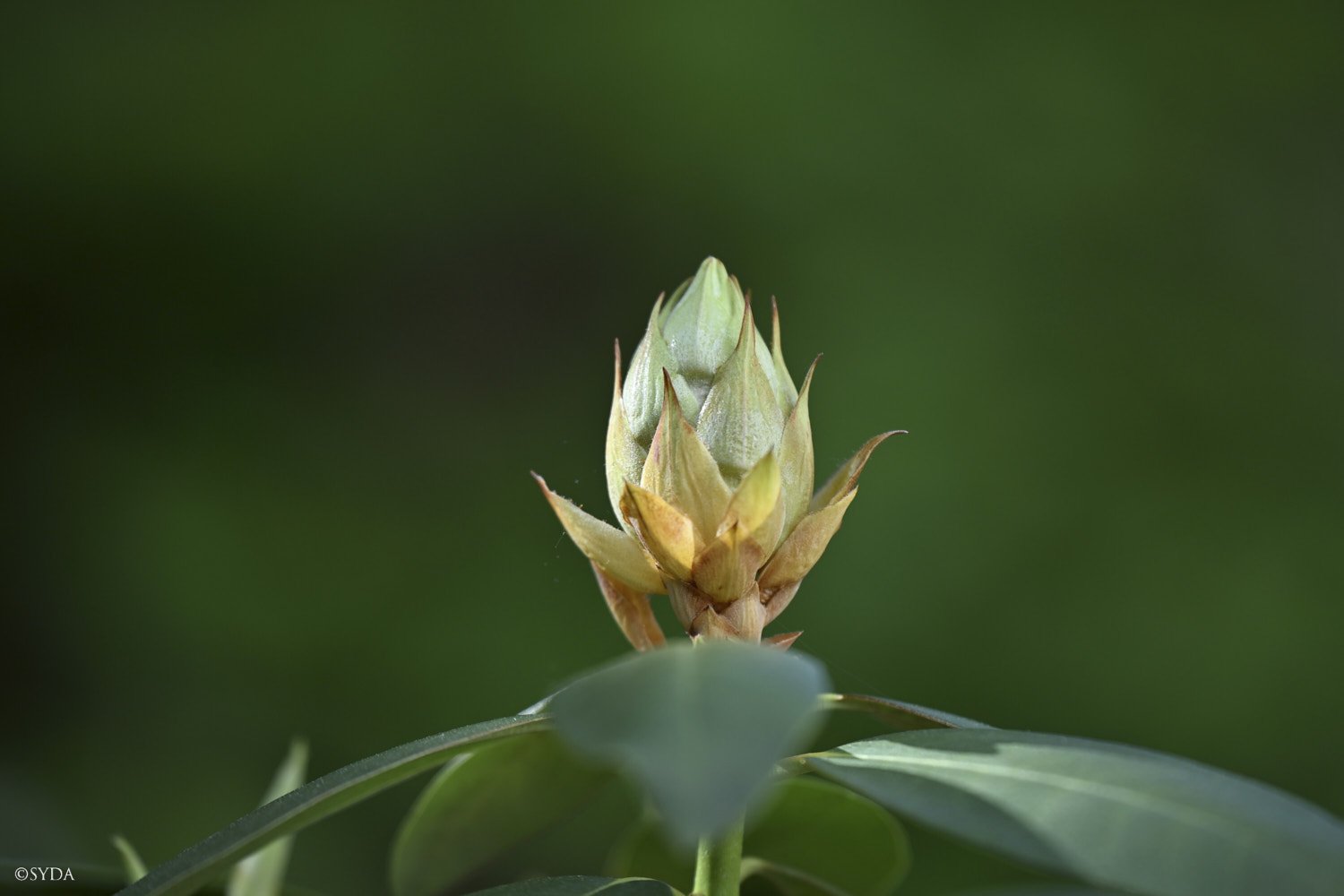 Nature Image