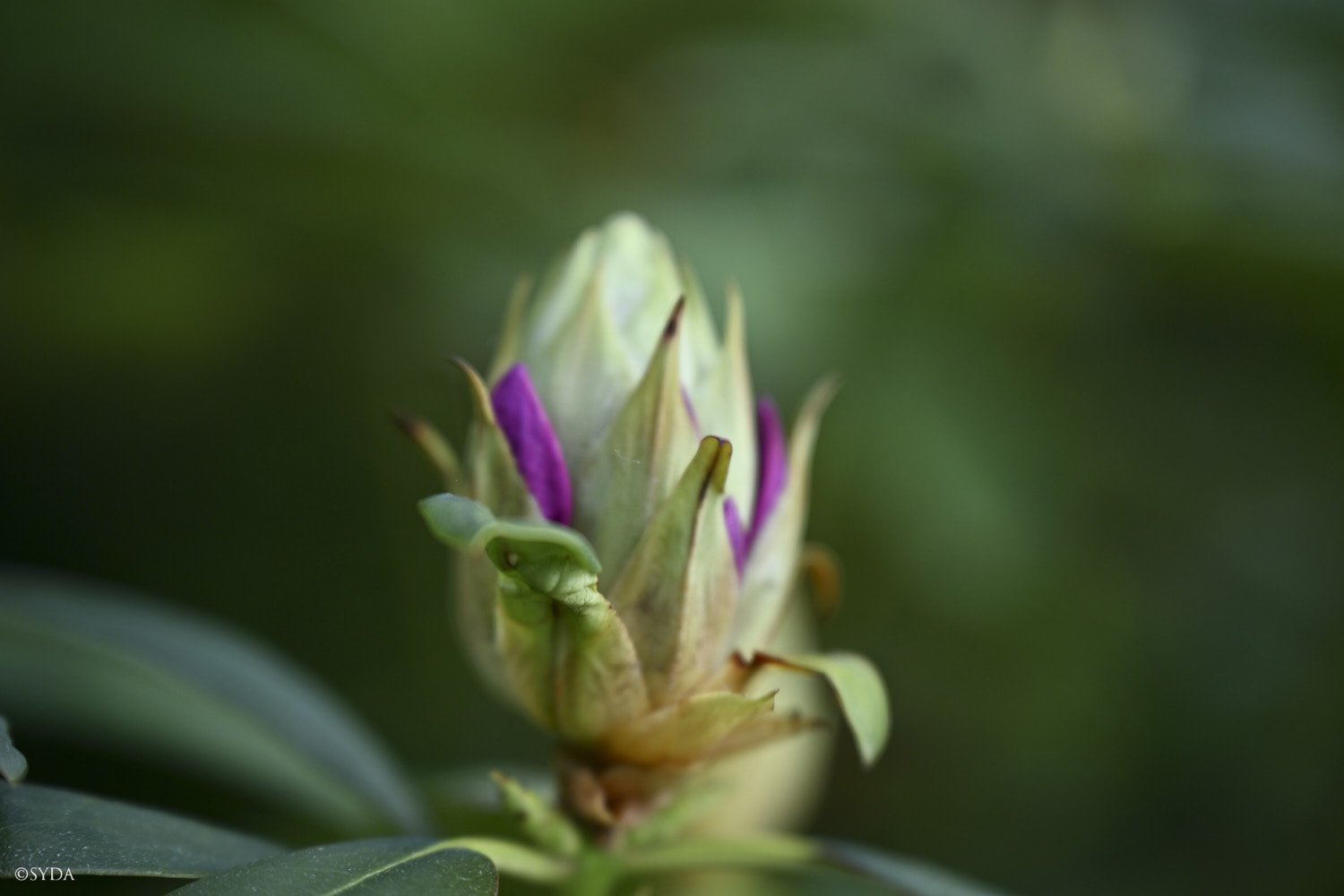 Nature Image