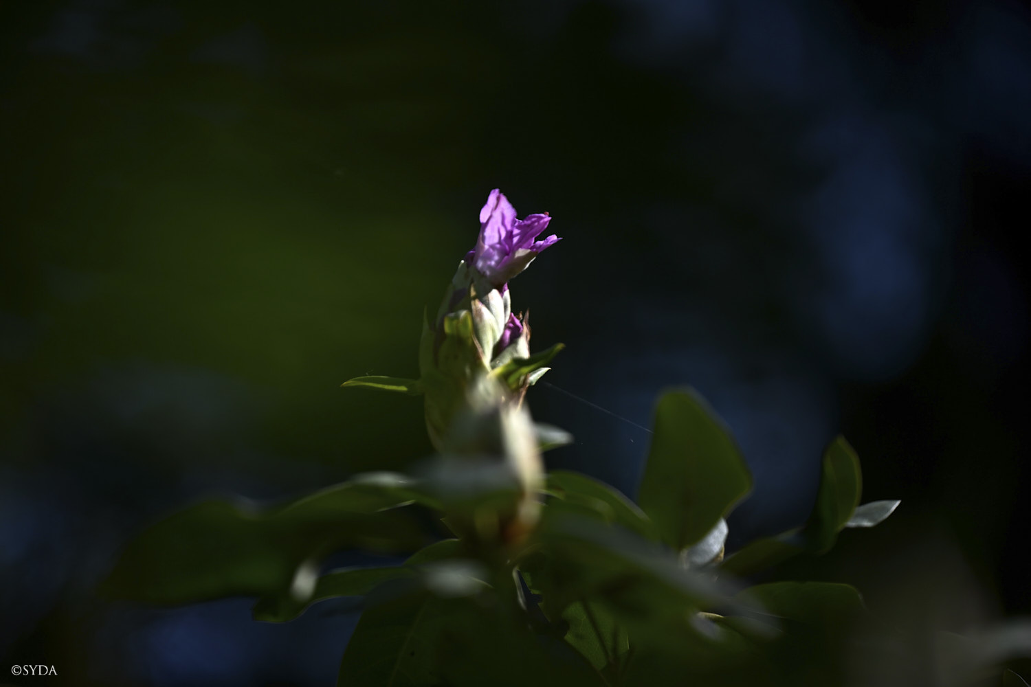 Nature Image