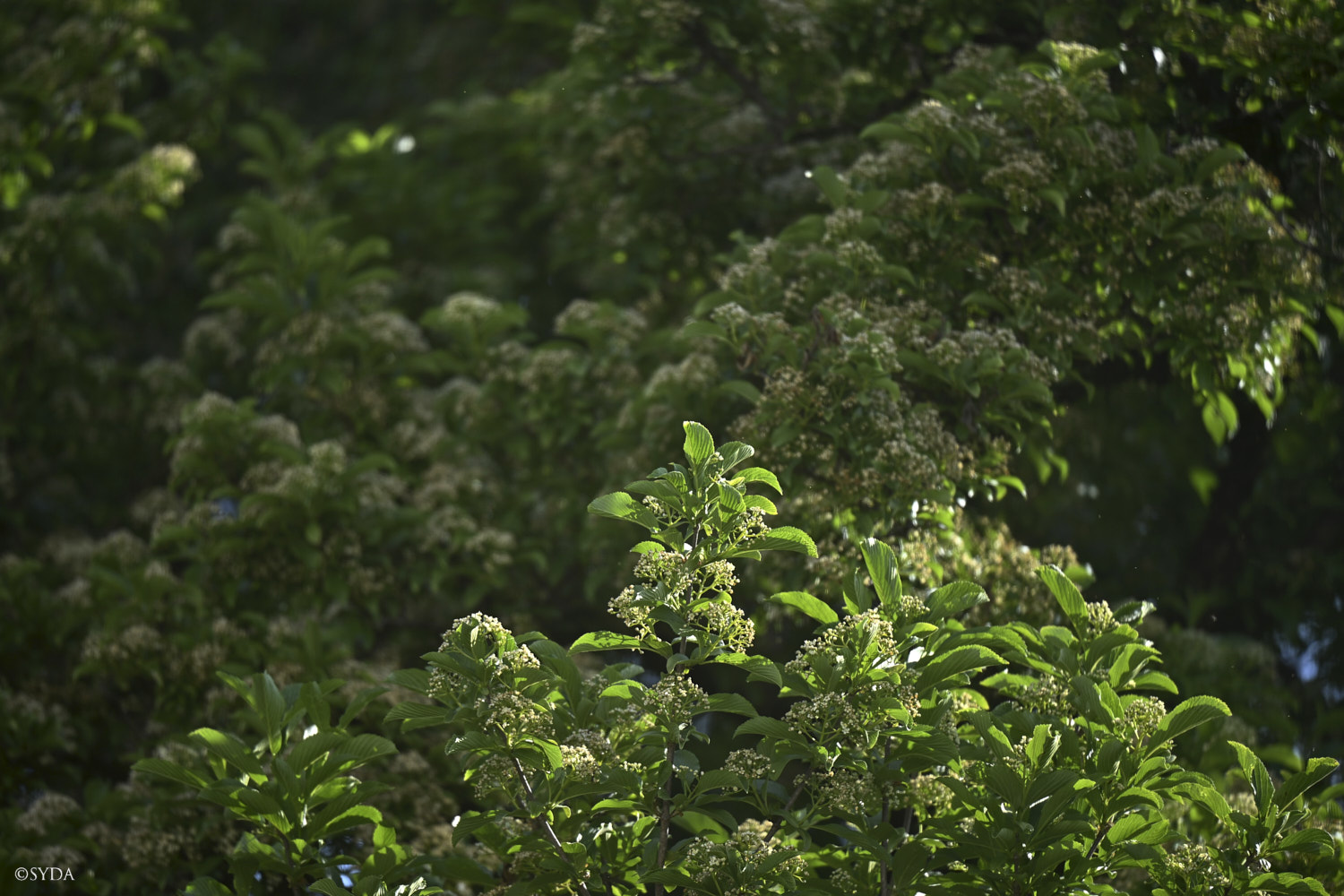 Nature Image