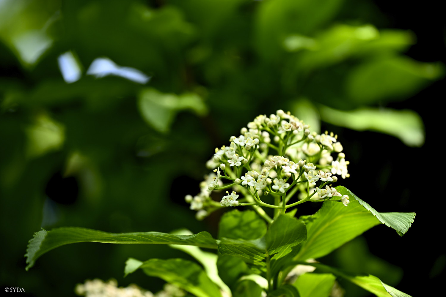 Nature Image