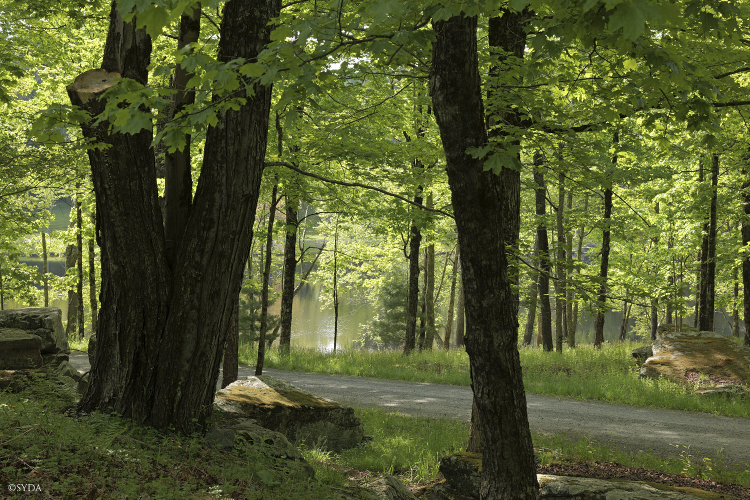 Nature Image