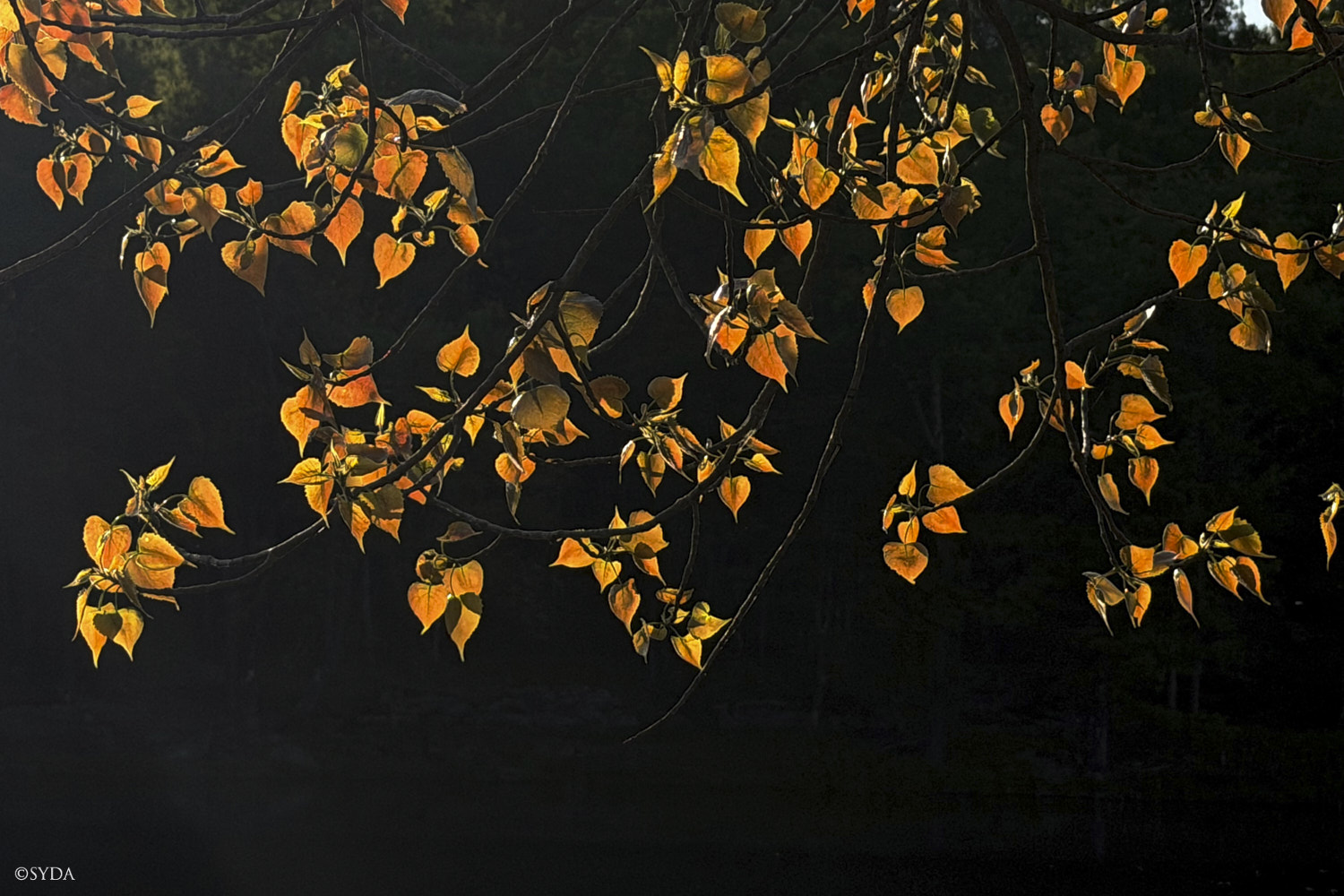 Nature Image