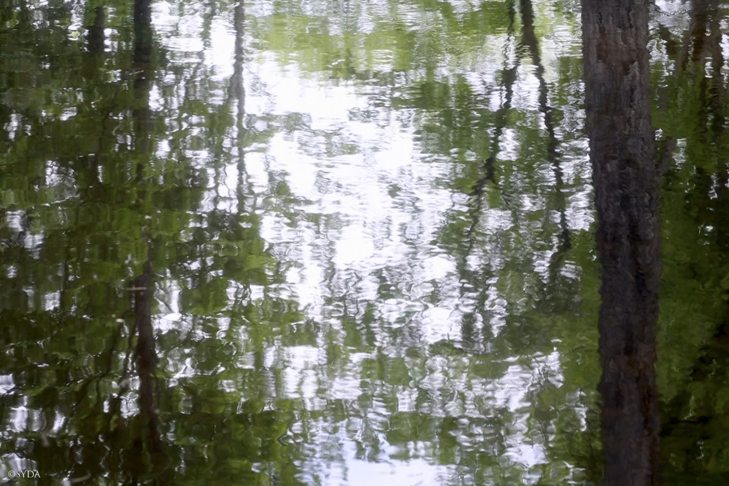 Nature Image