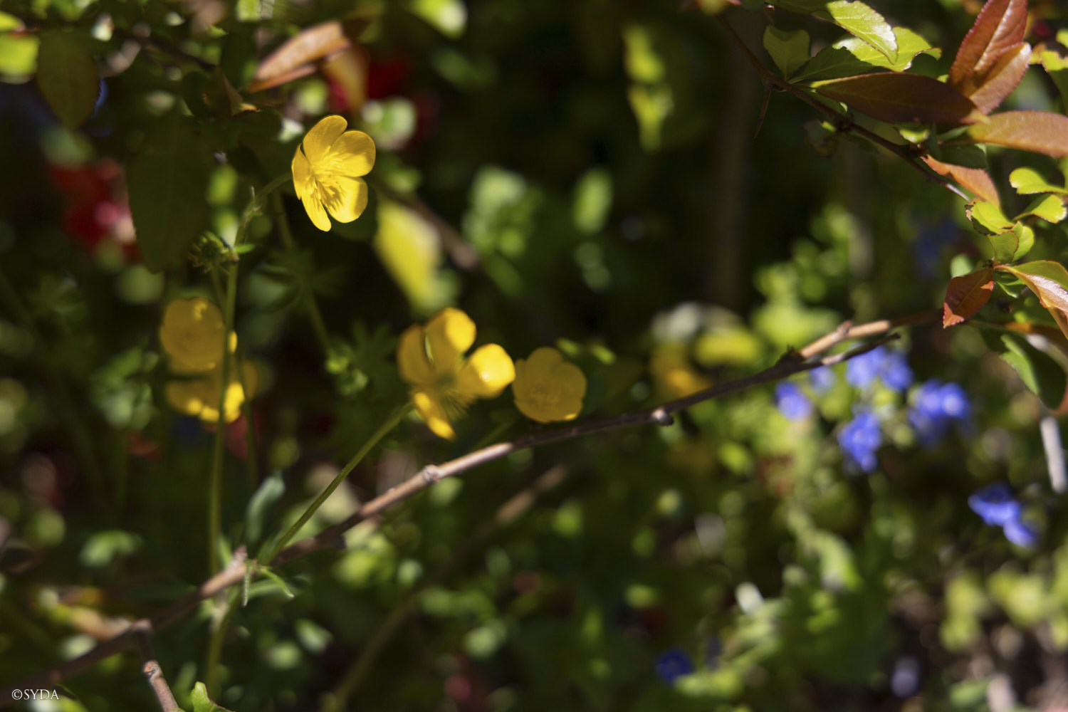 Nature Image