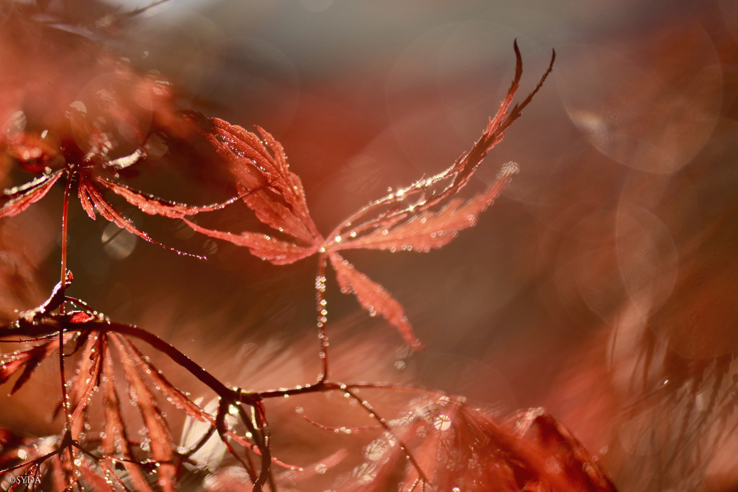 Nature Image