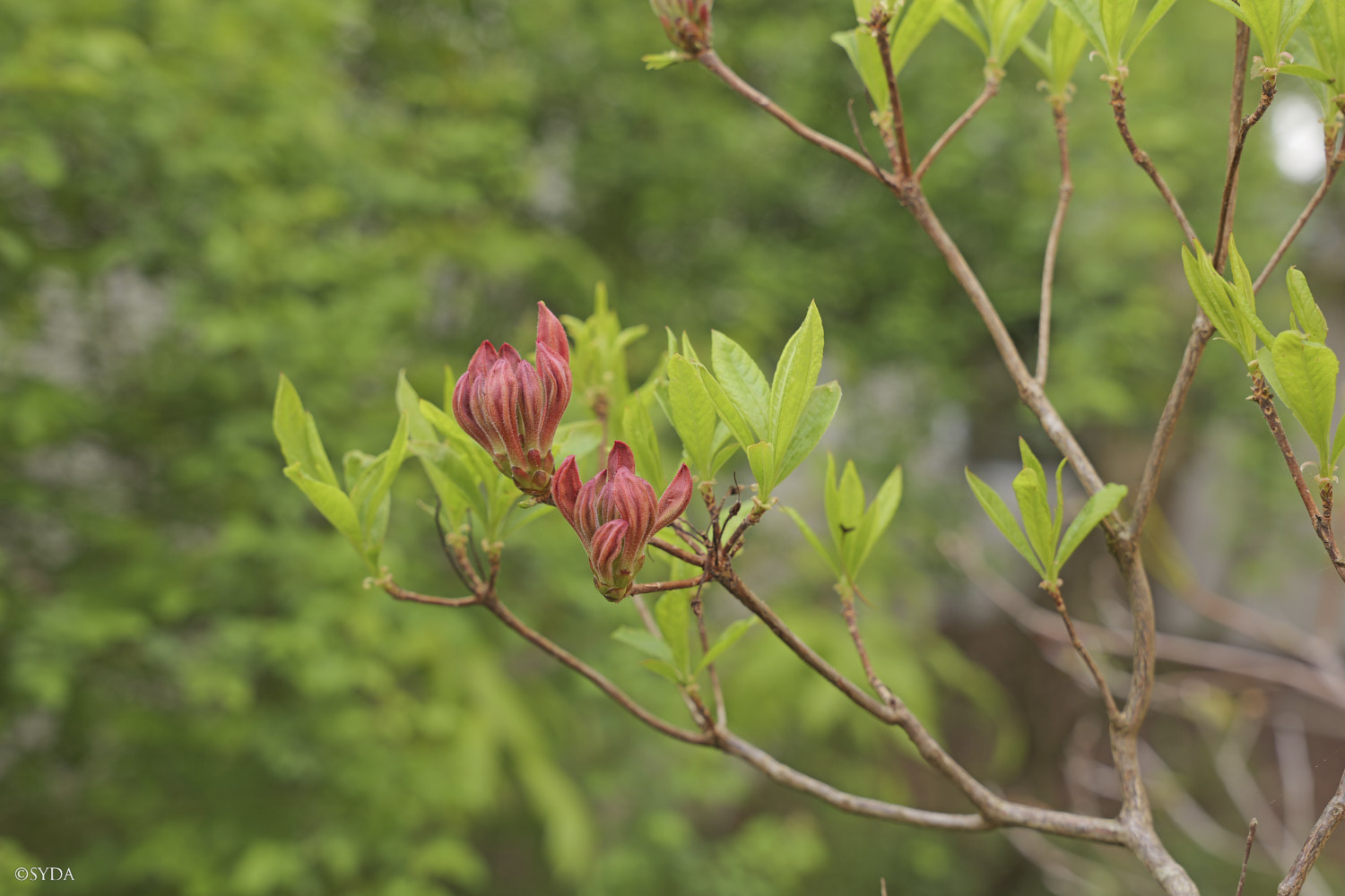 Nature Image