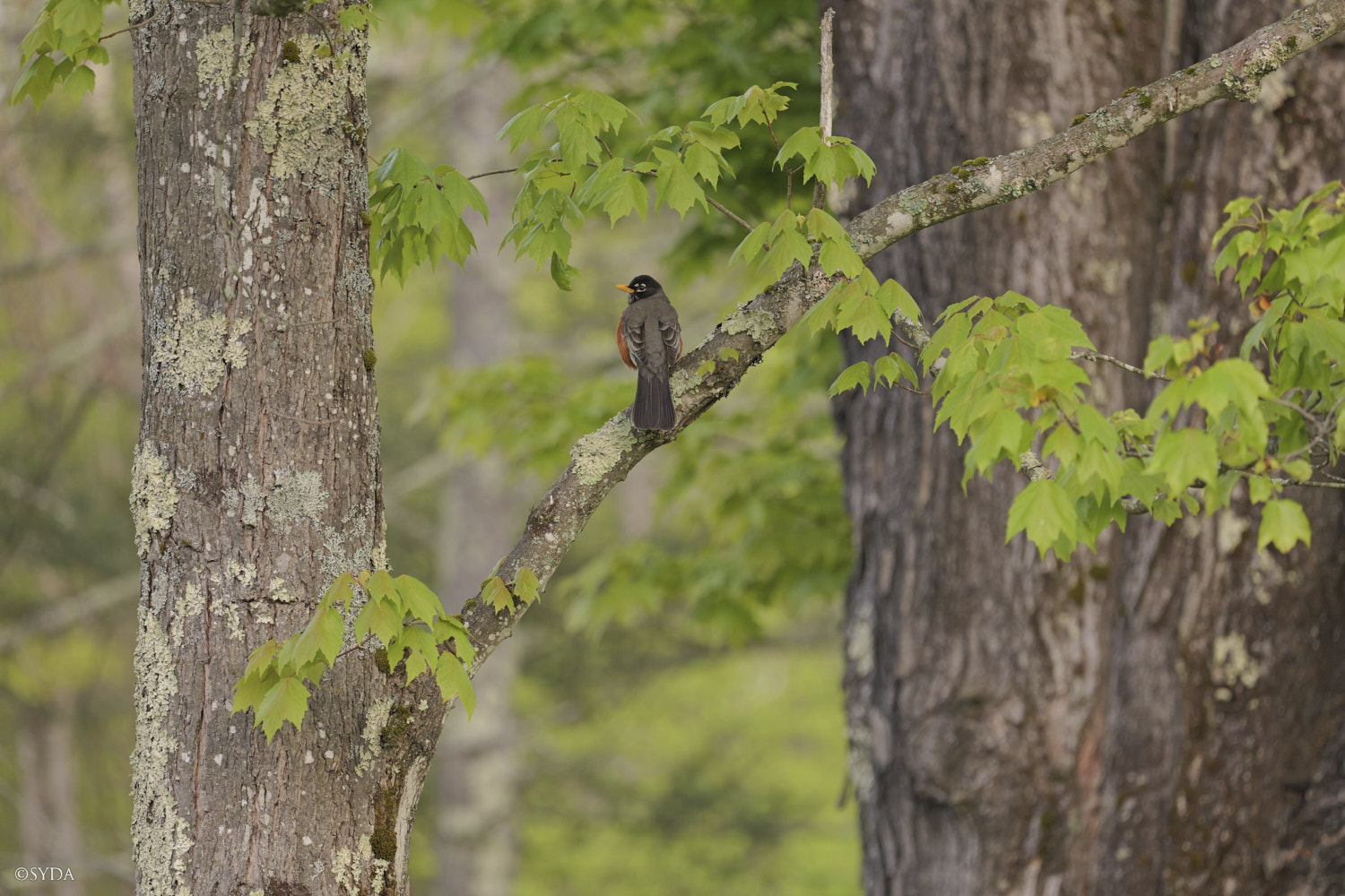 Nature Image