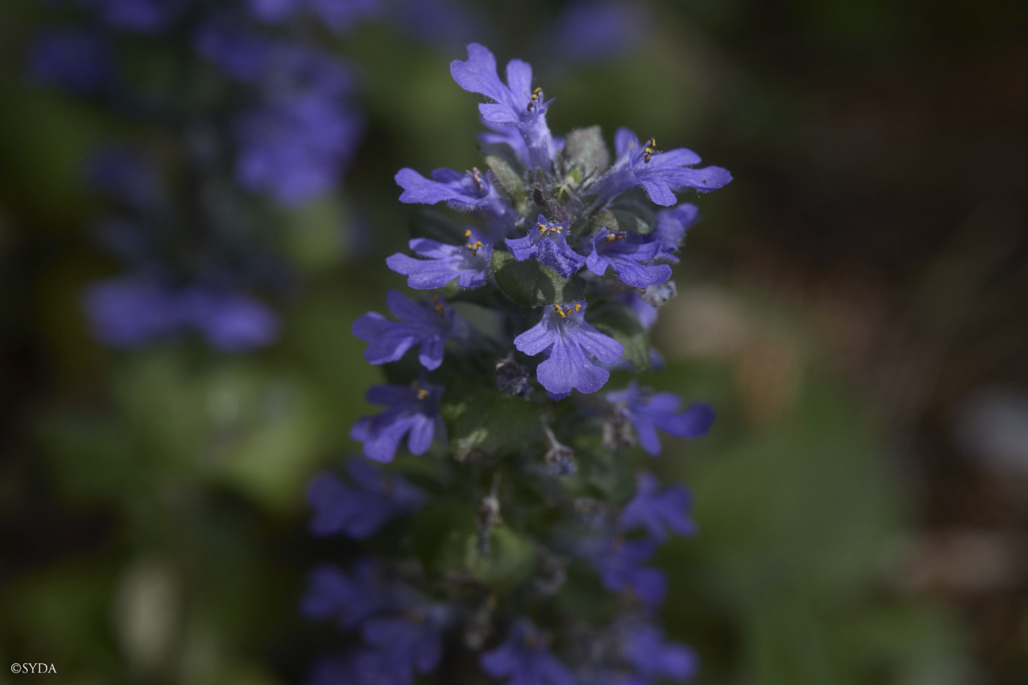 Nature Image