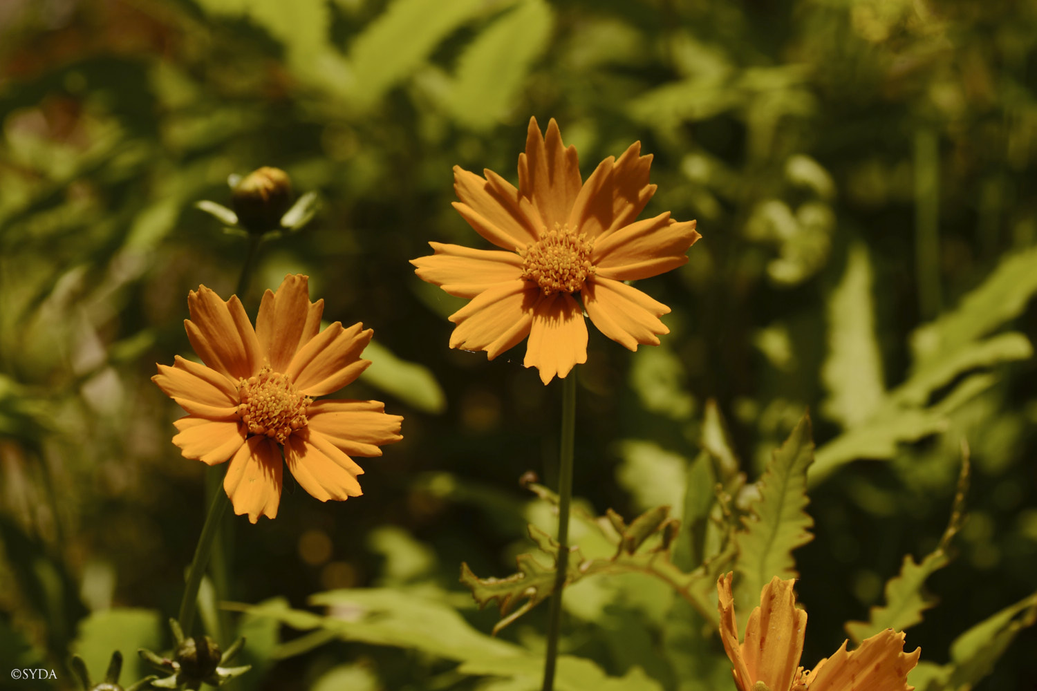 Nature Image