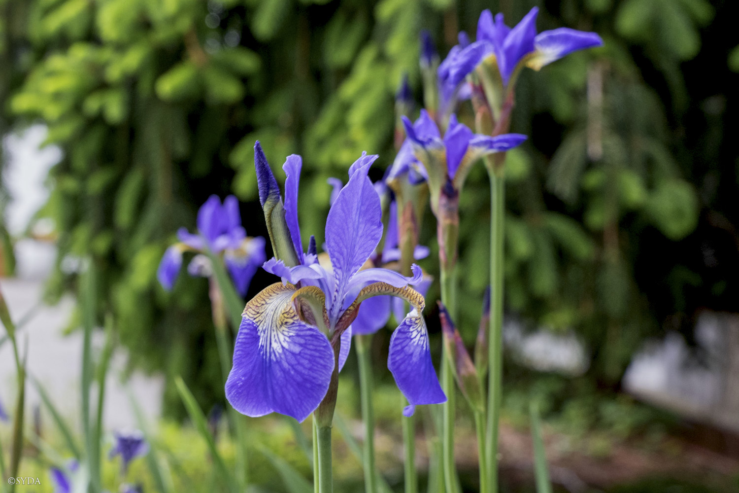Nature Image