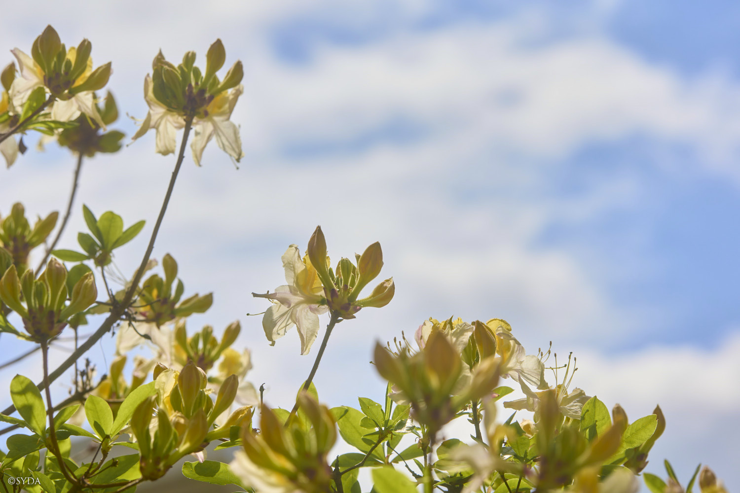 Nature Image