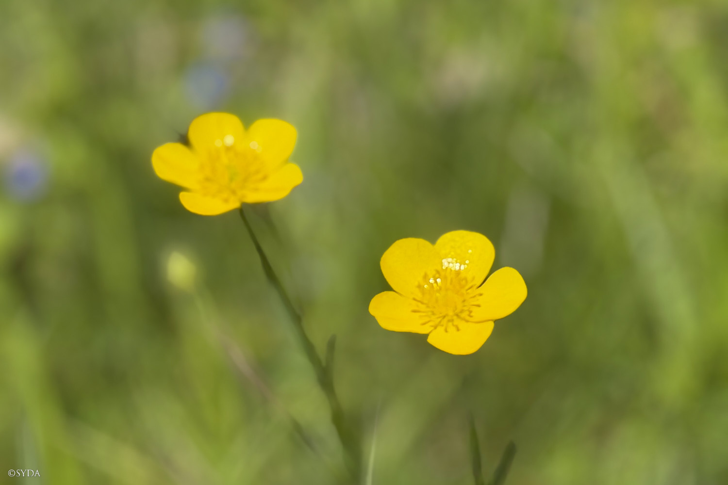 Nature Image