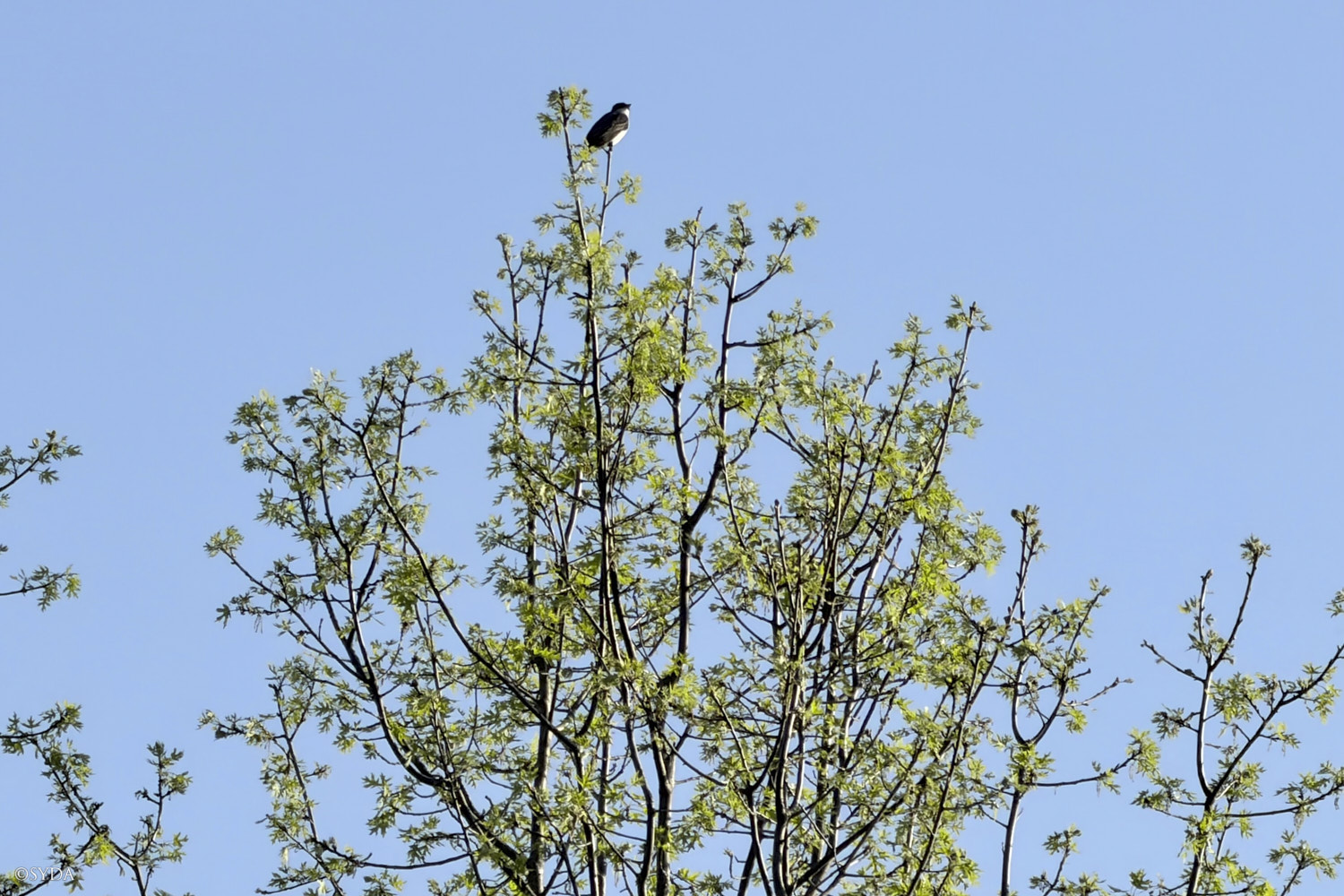 Nature Image