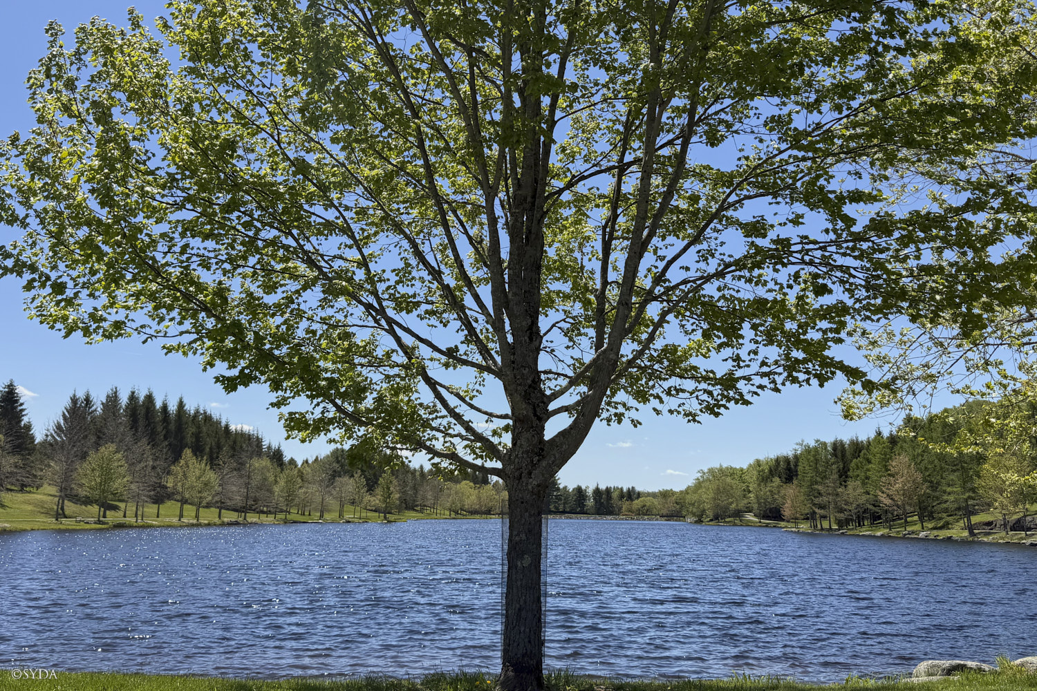 Nature Image