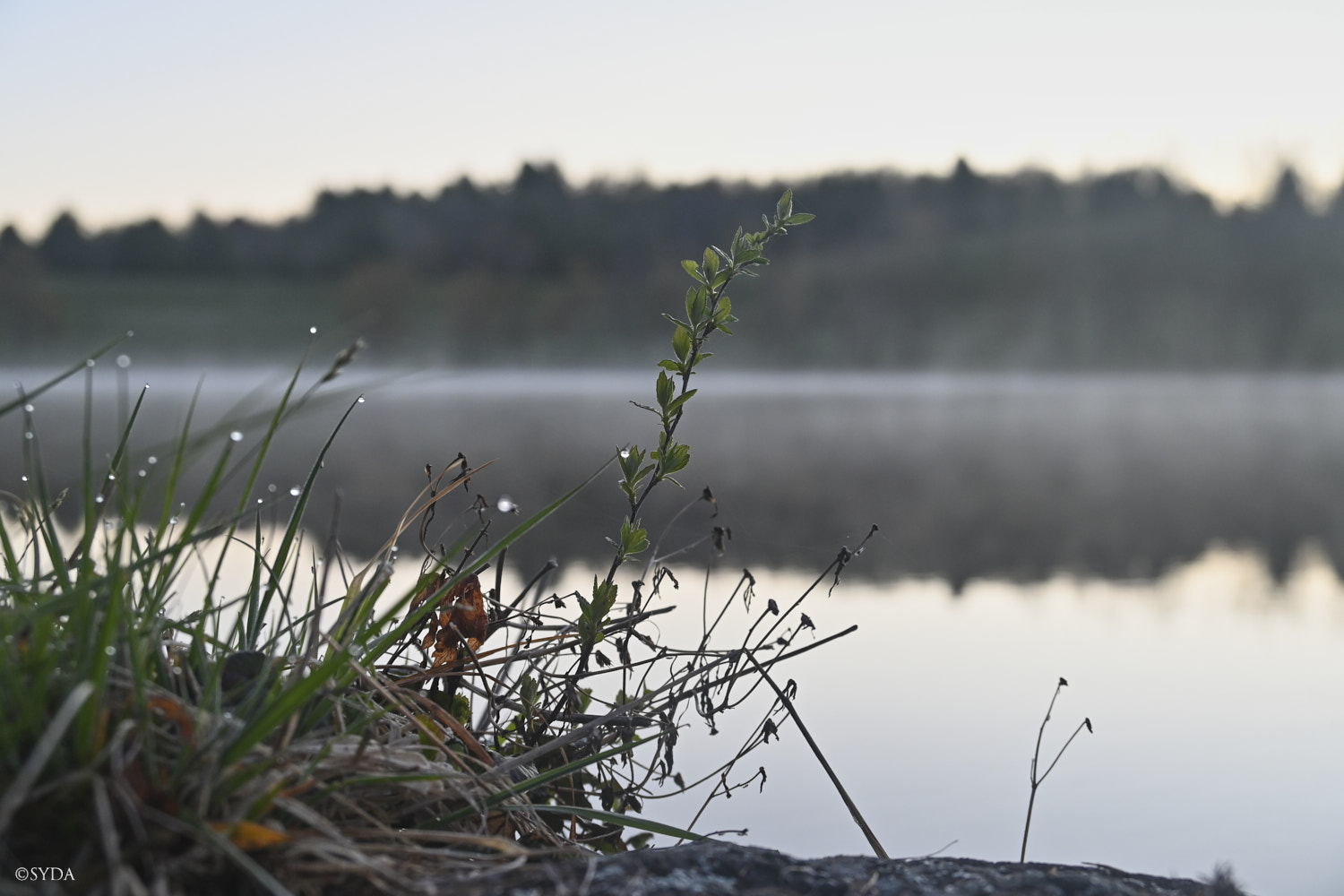 Nature Image