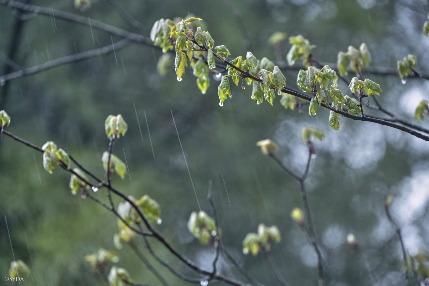Nature Image