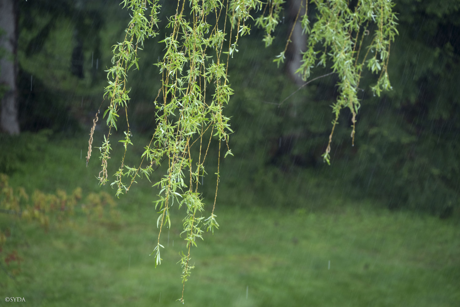 Nature Image