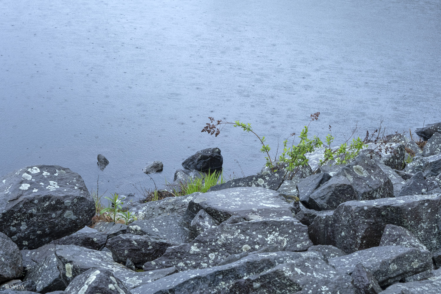 Nature Image