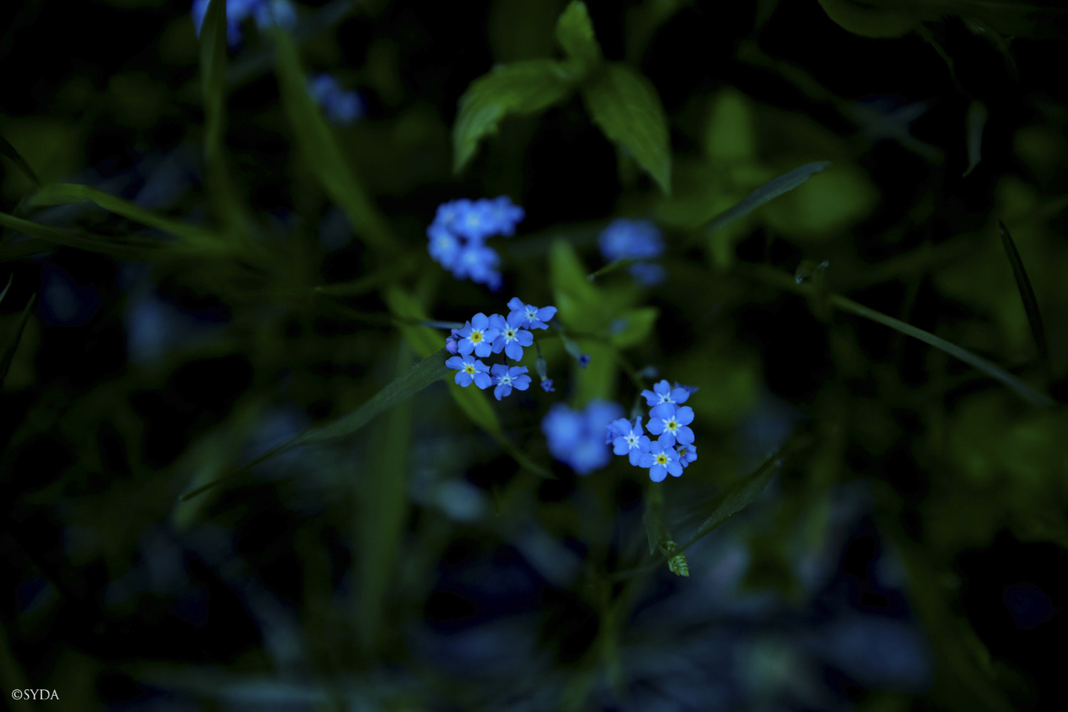 Nature Image