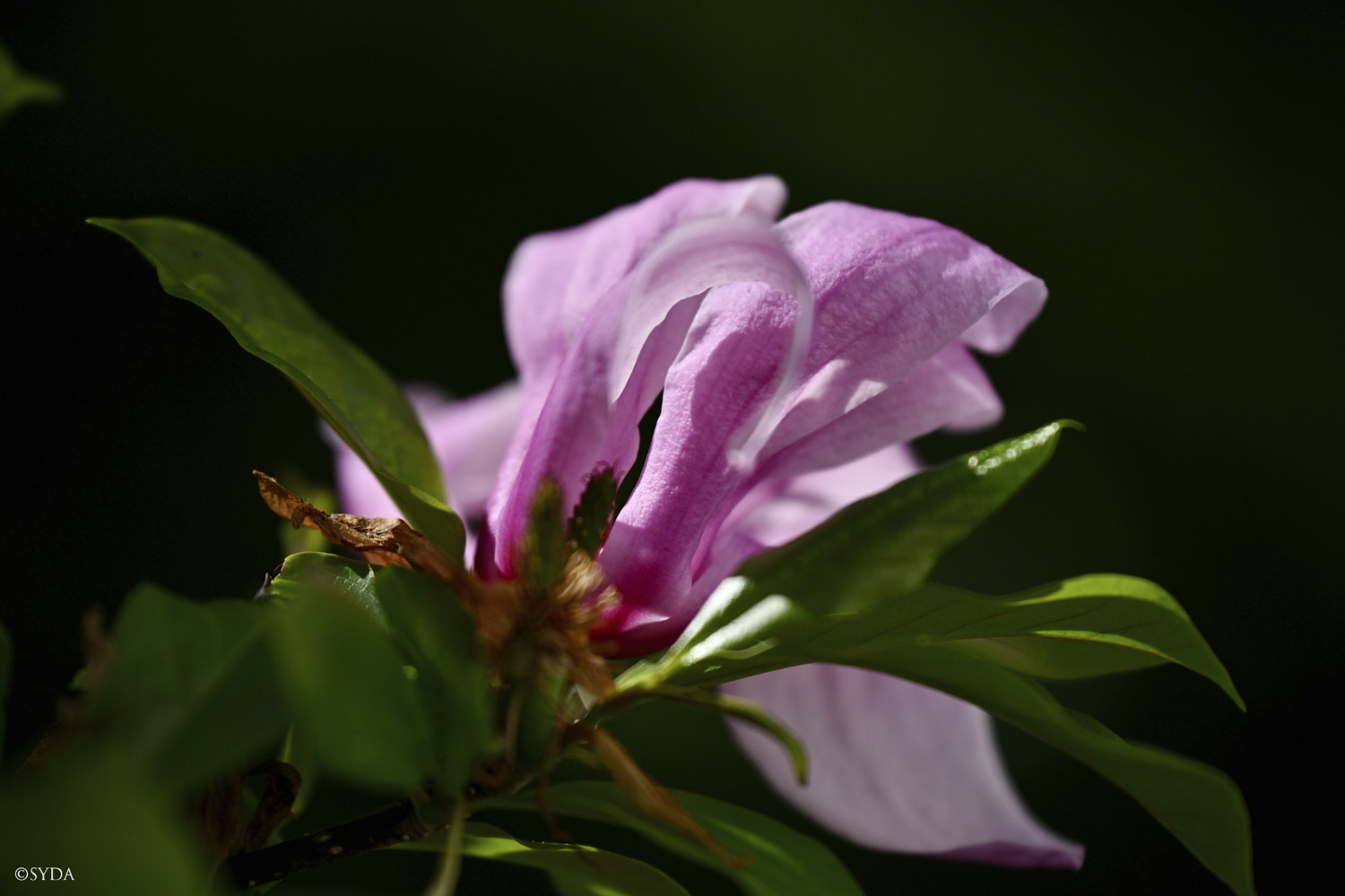 Nature Image