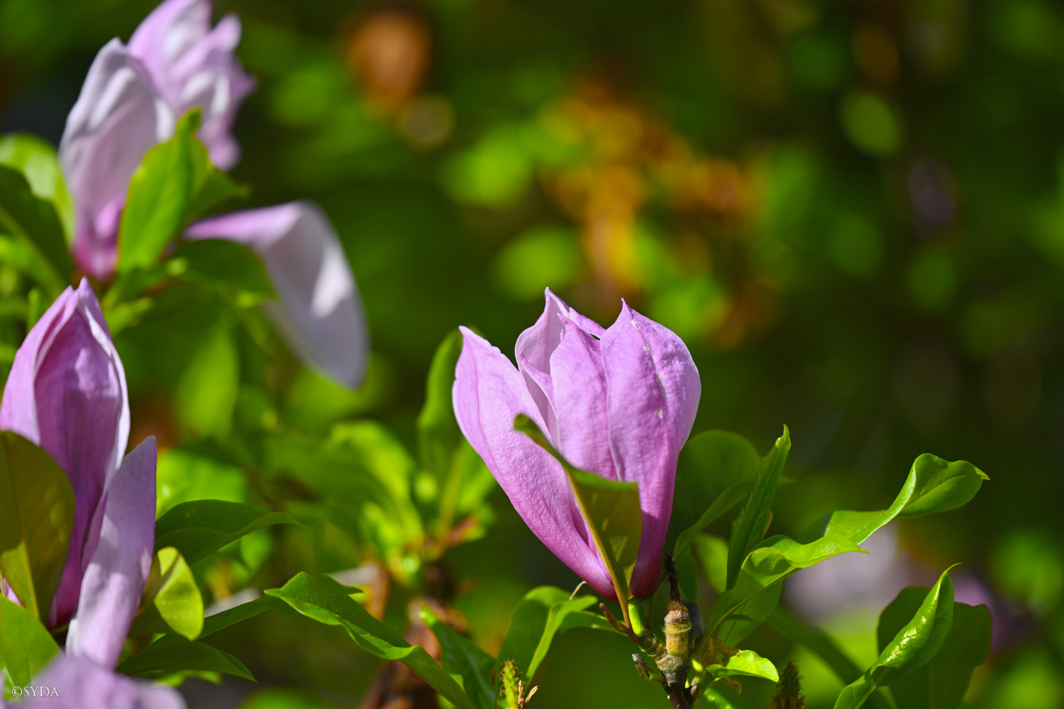 Nature Image