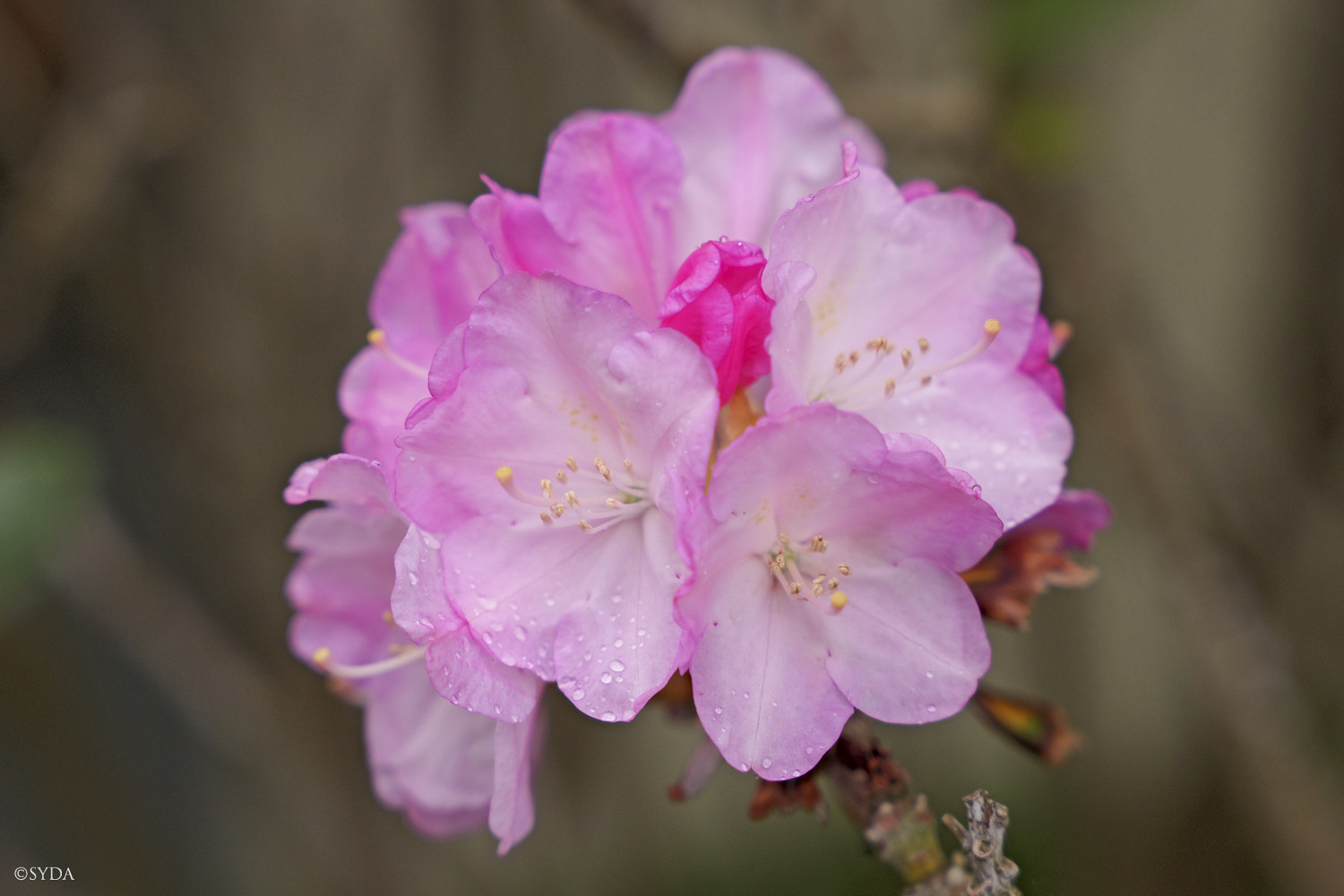 Nature Image