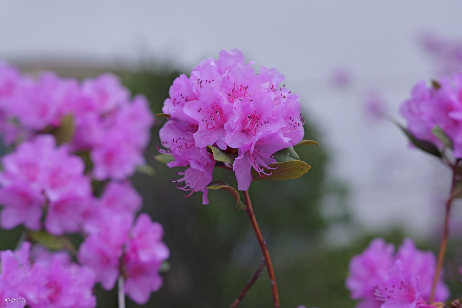 Nature Image