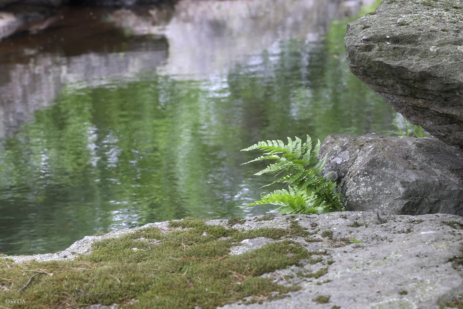 Nature Image