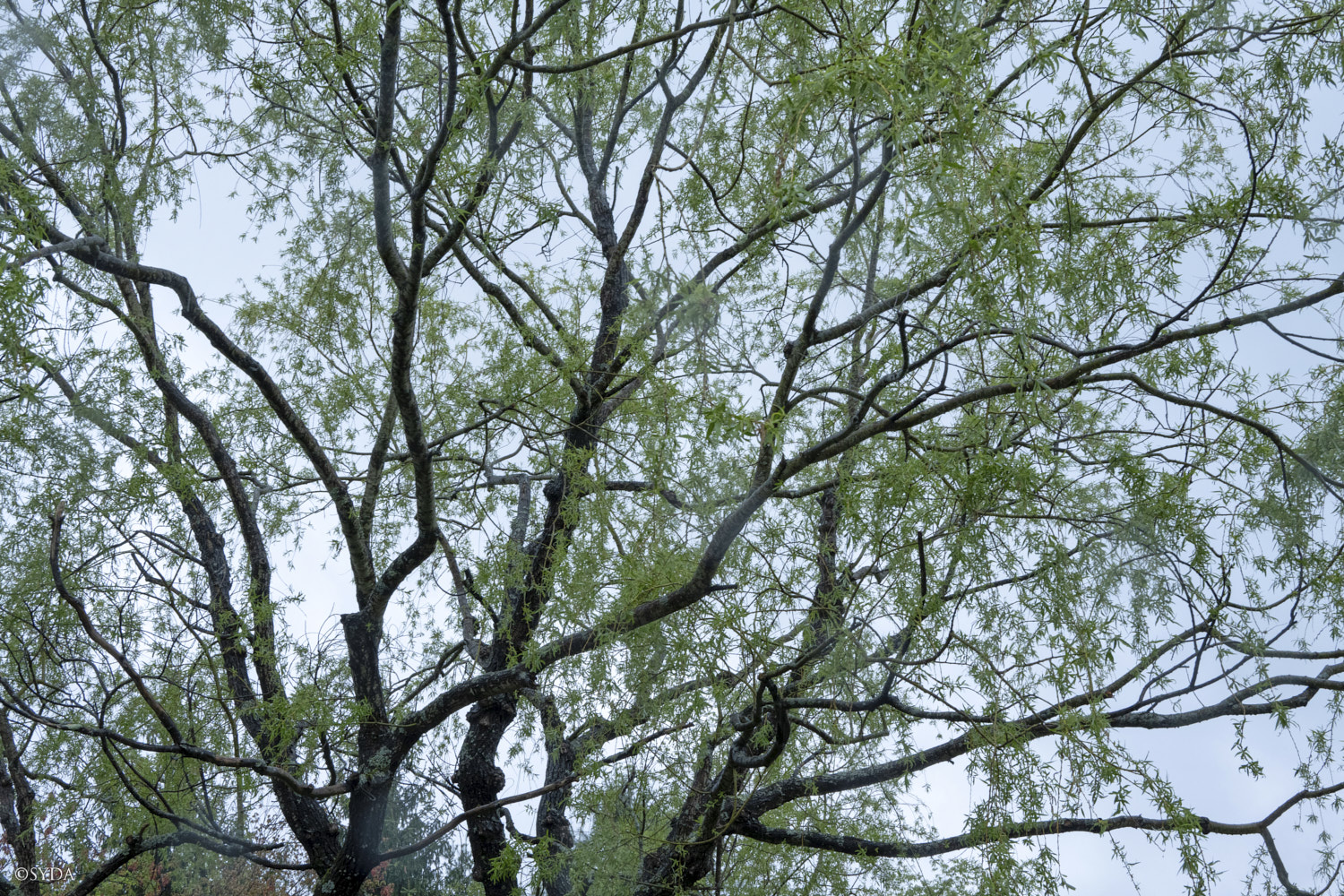 Nature Image
