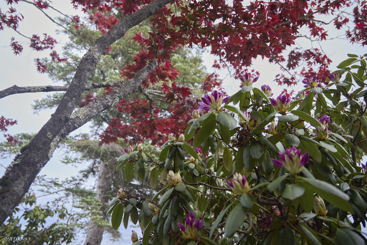Nature Image