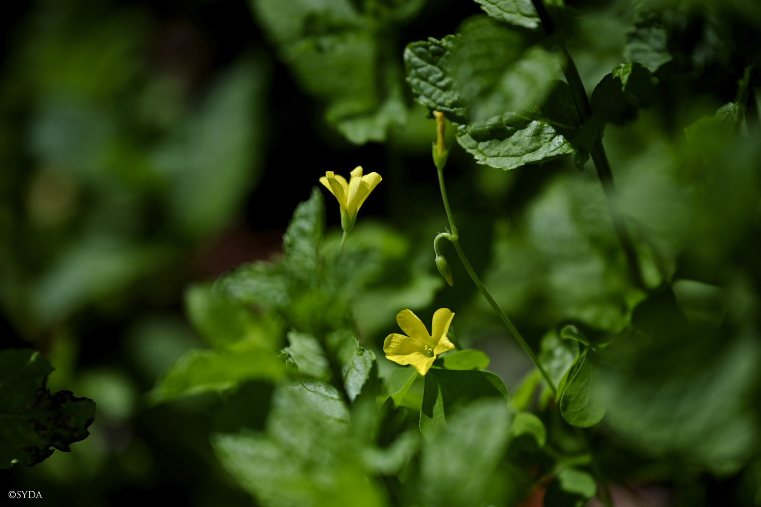 Nature Image