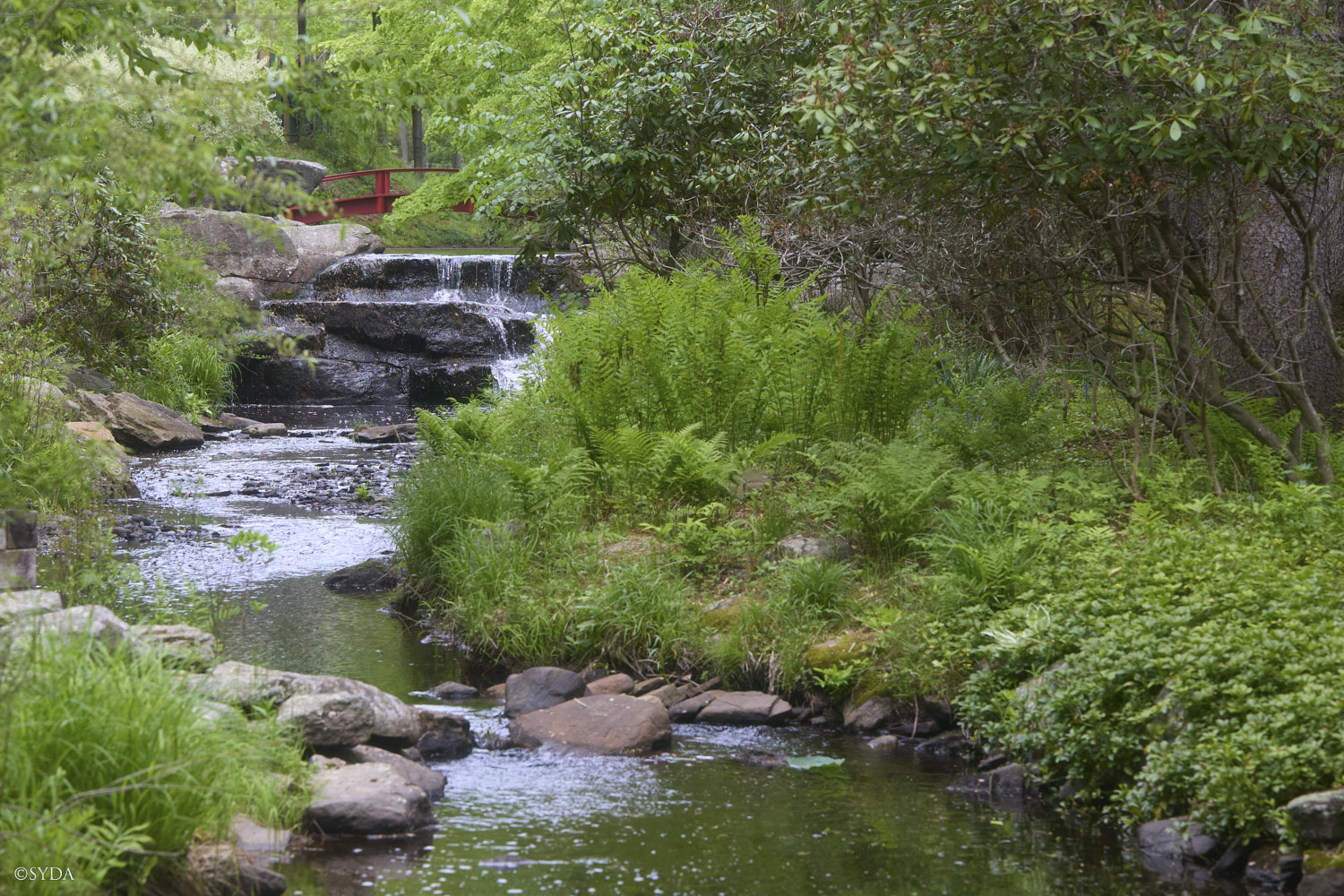 Nature Image