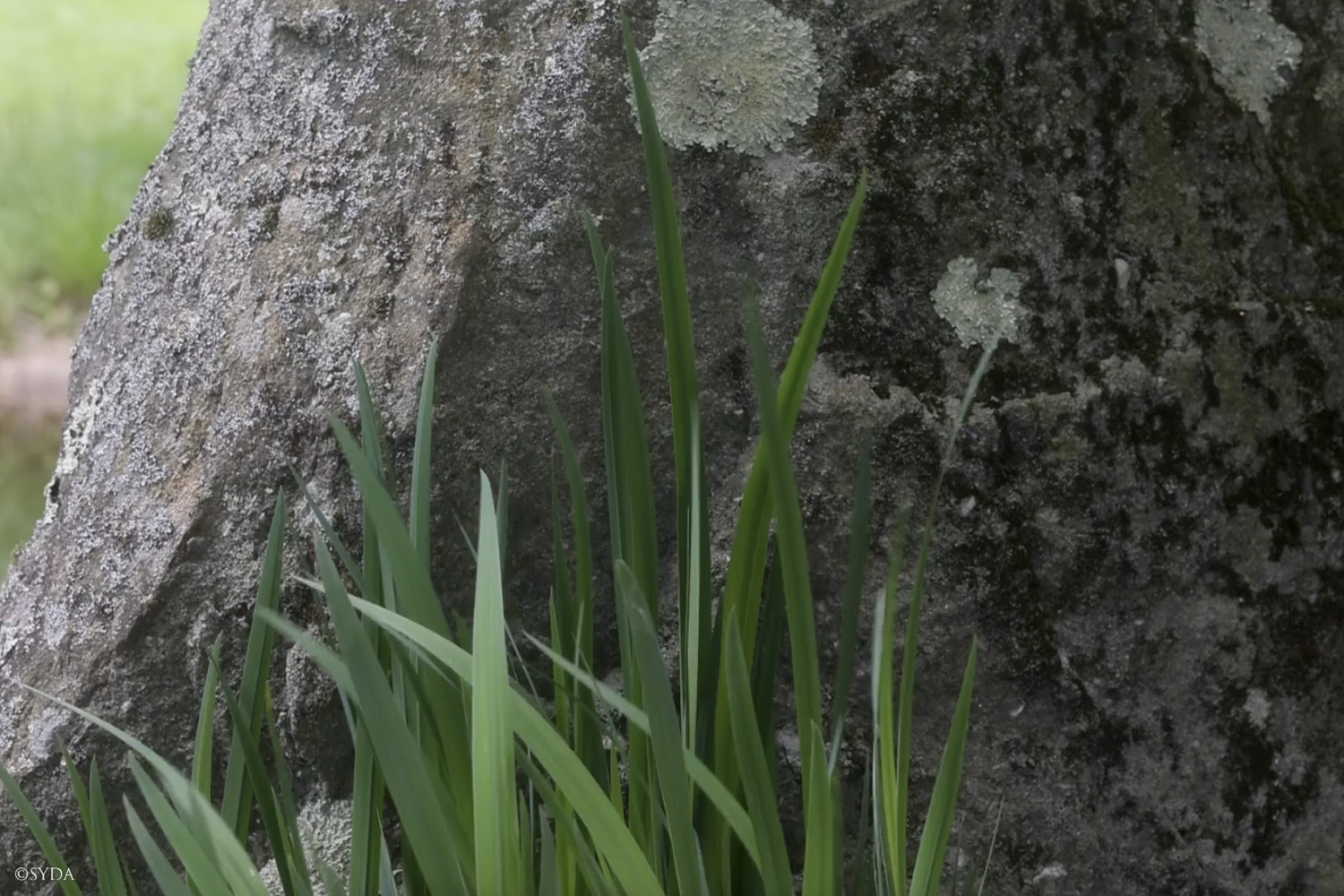 Nature Image
