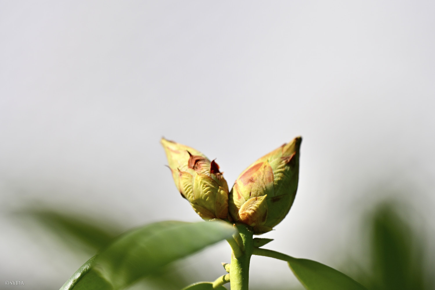 Nature Image