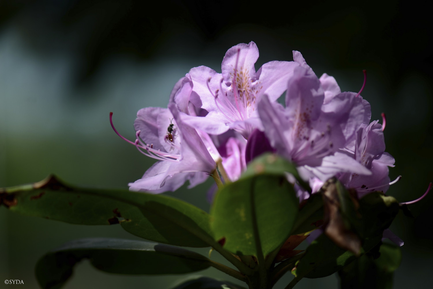 Nature Image