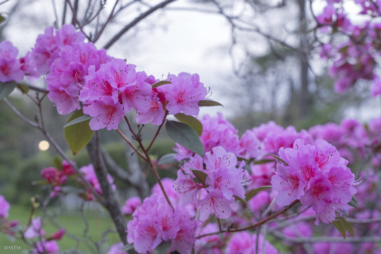 Nature Image