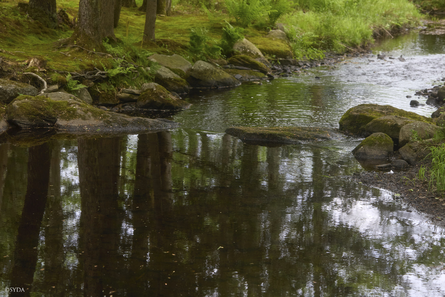 Nature Image