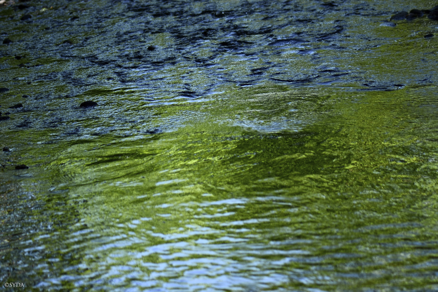 Nature Image